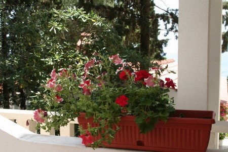 Ubytování Hvar (Hvar) – 4614