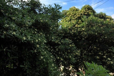 Ubytování Stari Grad (Hvar) – 5727