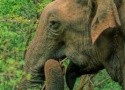 Srí Lanka, Maledivy (Komfort)