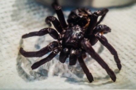 Delikatesy z Kambodže: Tarantule na tanieri alebo žaba na špajli?