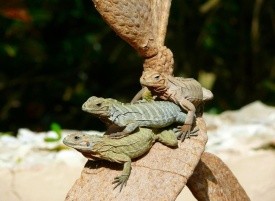 Dominikánská republika