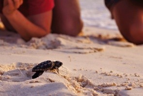 Pozorovanie korytnačiek Caretta Caretta