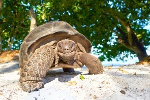 La Digue