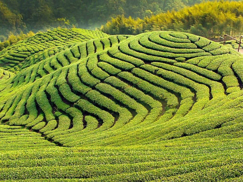 Čajovníkové plantáže, Čína